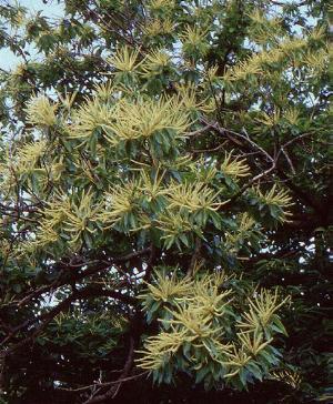  Image name: castagno fiori2.jpg 
 width: 300 pixel 
 height: 364 pixel 
 Size: 40151 bytes 
 Click to enlarge 